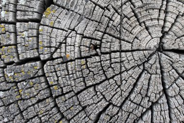 Eski ahşap doku doğal desenleri ile. Eski ağaç kesiti. koyu renkli ahşap dokusu. doğal arka plan. boş şablon