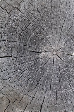 Eski ahşap doku doğal desenleri ile. Eski ağaç kesiti. koyu renkli ahşap dokusu. doğal arka plan. boş şablon