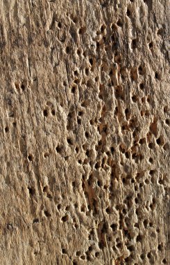 doku eski şımarık ahşap ağaç tarafından zarar görmüş. Böcekler, yemiş yemiş, böcek böcekler tarafından eski ahşap yemiş oldu.