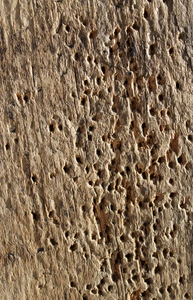 doku eski şımarık ahşap ağaç tarafından zarar görmüş. Böcekler, yemiş yemiş, böcek böcekler tarafından eski ahşap yemiş oldu.