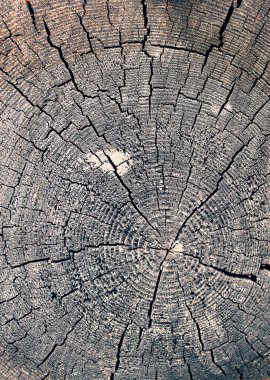 Eski ahşap doku doğal desenleri ile. Eski ağaç kesiti. koyu renkli ahşap dokusu. doğal arka plan. boş şablon