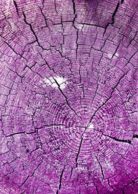 Parlak bir doku ile eski bir ahşap duvar arka plan. Ahşap tahta doku duvar seçili rengi boya ultraviyole ile arka plan. Eski ağaç kesiti