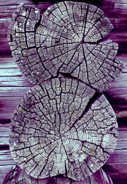 Parlak bir doku ile eski bir ahşap duvar arka plan. Ahşap tahta doku duvar seçili rengi boya ultraviyole ile arka plan. Eski ağaç kesiti