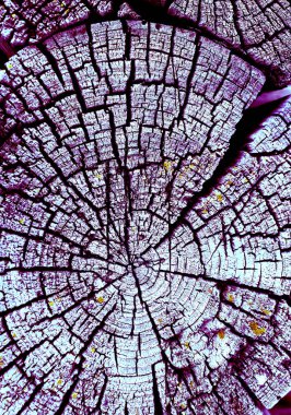 Parlak bir doku ile eski bir ahşap duvar arka plan. Ahşap tahta doku duvar seçili rengi boya ultraviyole ile arka plan. Eski ağaç kesiti