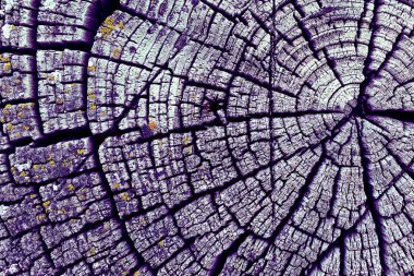 Parlak bir doku ile eski bir ahşap duvar arka plan. Ahşap tahta doku duvar seçili rengi boya ultraviyole ile arka plan. Eski ağaç kesiti