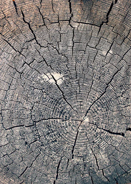 Eski ahşap doku doğal desenleri ile. Eski ağaç kesiti. koyu renkli ahşap dokusu. doğal arka plan. boş şablon