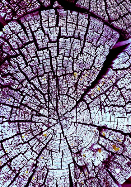 Parlak bir doku ile eski bir ahşap duvar arka plan. Ahşap tahta doku duvar seçili rengi boya ultraviyole ile arka plan. Eski ağaç kesiti