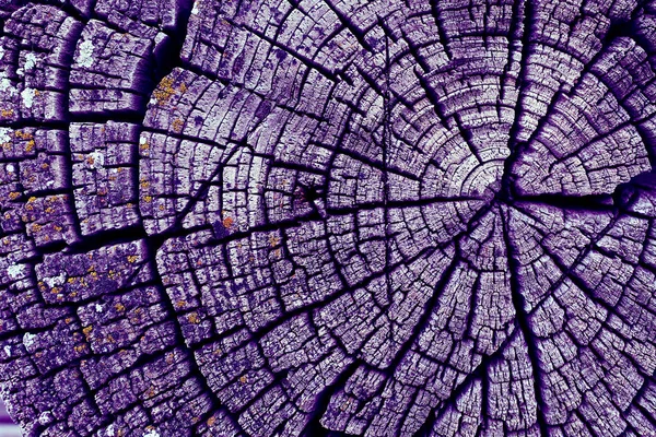 Parlak bir doku ile eski bir ahşap duvar arka plan. Ahşap tahta doku duvar seçili rengi boya ultraviyole ile arka plan. Eski ağaç kesiti