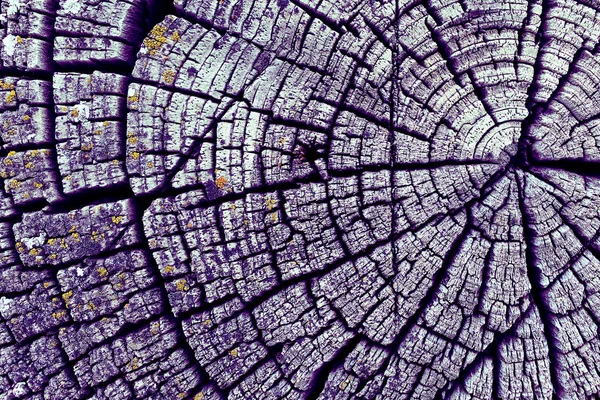 Parlak bir doku ile eski bir ahşap duvar arka plan. Ahşap tahta doku duvar seçili rengi boya ultraviyole ile arka plan. Eski ağaç kesiti