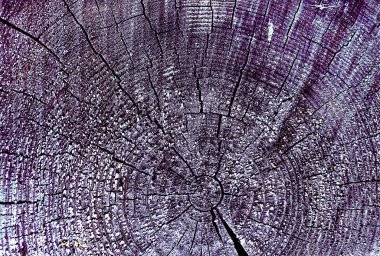 Parlak bir doku ile eski bir ahşap duvar arka plan. Ahşap tahta doku duvar seçili rengi boya ultraviyole ile arka plan. Eski ağaç kesiti