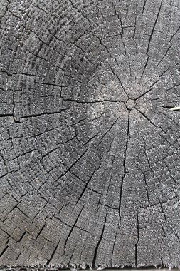 Eski ahşap doku doğal desenleri ile. Eski ağaç kesiti. koyu renkli ahşap dokusu. doğal arka plan. boş şablon