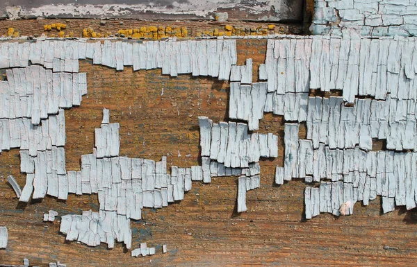 old blue board with cracked paint, vintage wood background, grunge plank. Old wooden background with remains of pieces of scraps of old paint on wood. Texture of an old tree, board with paint, vintage background peeling paint. old blue board with cra