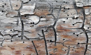 Eski ahşap doku doğal desenleri ile. Ağaç arka plan içinde. Eski eski ve yıpranmış gri ahşap duvar plakalar arka plan doku