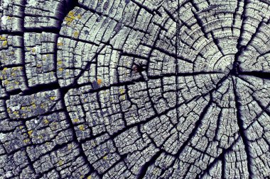 Eski ahşap doku doğal desenleri ile. Eski ağaç kesiti