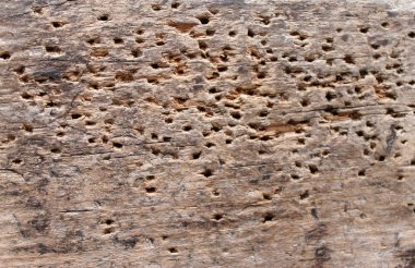 doku eski şımarık ahşap ağaç tarafından zarar görmüş. Böcekler, yemiş yemiş, böcek böcekler tarafından eski ahşap yemiş oldu.