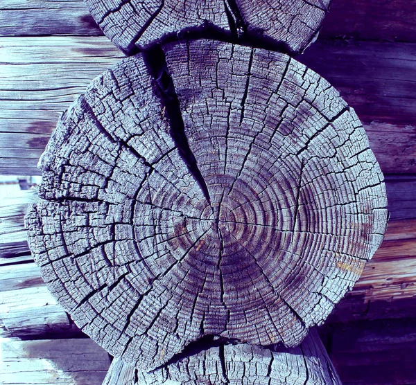 Secção transversal da árvore velha. fundo de madeira prancha textura parede com tom de cor selecionado. Fundo abstrato de uma parede de madeira velha com uma textura brilhante. tinta ultravioleta — Fotografia de Stock