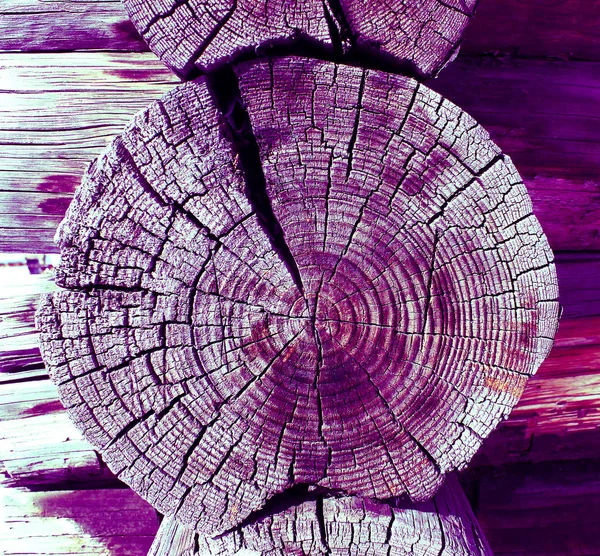 Corte transversal del viejo árbol. fondo de pared de textura de tablón de madera con color de tono seleccionado. Fondo abstracto de una antigua pared de madera con una textura brillante. pintura ultravioleta —  Fotos de Stock