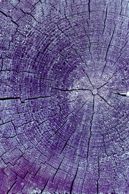 Parlak bir doku ile eski bir ahşap duvar arka plan. Ahşap tahta doku duvar seçili rengi boya ultraviyole ile arka plan. Eski ağaç kesiti