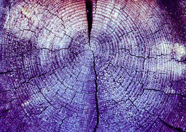 Parlak bir doku ile eski bir ahşap duvar arka plan. Ahşap tahta doku duvar seçili rengi boya ultraviyole ile arka plan. Eski ağaç kesiti