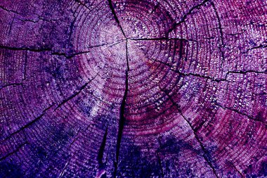 Parlak bir doku ile eski bir ahşap duvar arka plan. Ahşap tahta doku duvar seçili rengi boya ultraviyole ile arka plan. Eski ağaç kesiti