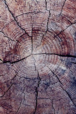 Eski ahşap doku doğal desenleri ile. Eski ağaç kesiti. koyu renkli ahşap dokusu. doğal arka plan. boş şablon