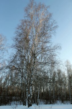 Kış manzarası - soğuk karlı orman ağaçlarında. Harika kış orman yolda. Gün batımında güzel kış manzarası.