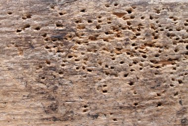 eski şımarık ahşap ağaç tarafından hasarlı doku