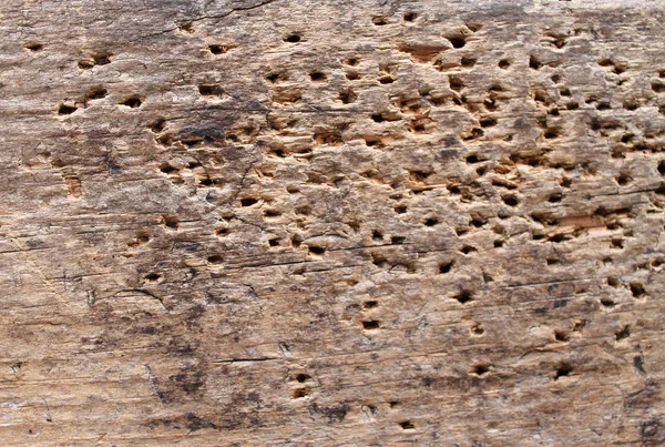 eski şımarık ahşap ağaç tarafından hasarlı doku