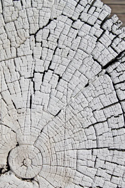 La textura de madera vieja con patrones naturales. Corte transversal del viejo árbol. Fondo abstracto de una antigua pared de madera con una textura brillante. pintura acuarela pastel —  Fotos de Stock