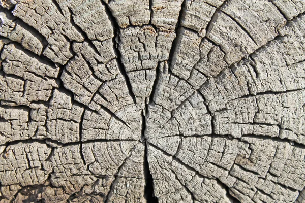 Old Wood Texture Natural Patterns Cross Section Old Tree Texture — Stock Photo, Image