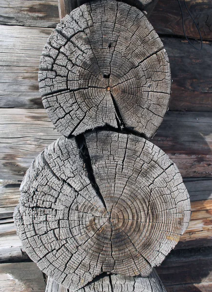 Den gamla trä texturen med naturlig mönster. Tvärsnitt av det gamla trädet — Stockfoto