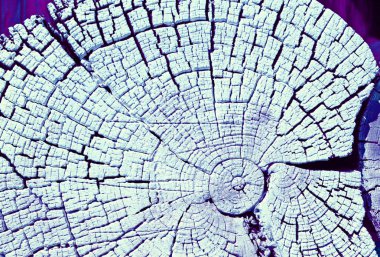 Eski ahşap doku doğal desenleri ile. Eski ağaç kesiti. Parlak bir doku ile eski bir ahşap duvar arka plan. suluboya pastel boya