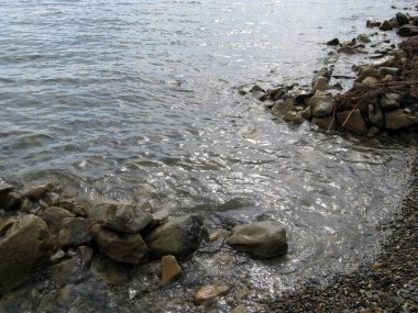 Nehirde balık suyun altında bir çok temiz su. Vahşi doğa arka plan. Lake alt.