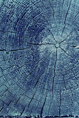 Parlak bir doku ile eski bir ahşap duvar arka plan. Ahşap tahta doku duvar seçili rengi boya ultraviyole ile arka plan. Eski ağaç kesiti