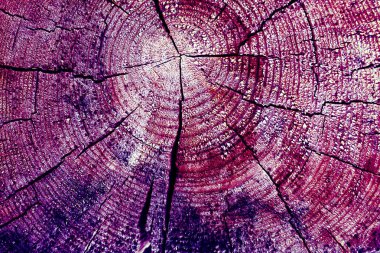 Parlak bir doku ile eski bir ahşap duvar arka plan. Ahşap tahta doku duvar seçili rengi boya ultraviyole ile arka plan. Eski ağaç kesiti