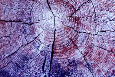 Parlak bir doku ile eski bir ahşap duvar arka plan. Ahşap tahta doku duvar seçili rengi boya ultraviyole ile arka plan. Eski ağaç kesiti