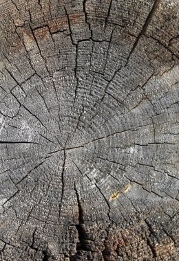 Eski ahşap doku doğal desenleri ile. Eski ağaç kesiti