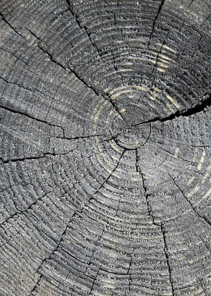 Eski ahşap doku doğal desenleri ile. Eski ağaç kesiti