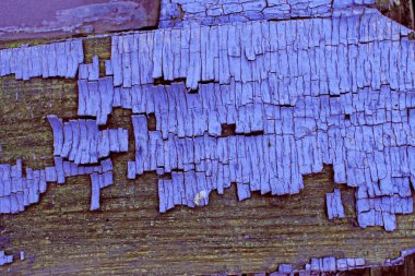 eski mavi kurulu kırık boya, vintage ahşap arka plan, grunge tahta ile. Eski ahşap ultraviyole ile arka plan ağaç eski boya artıkları parçaları kalıntıları. Doku eski ağaç bir kurulu ile boya, antika arka plan boya soyulmuştu. Eski mor 