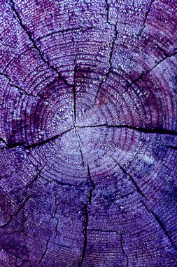 Parlak bir doku ile eski bir ahşap duvar arka plan. Ahşap tahta doku duvar seçili rengi boya ultraviyole ile arka plan. Eski ağaç kesiti