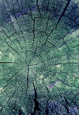 Parlak bir doku ile eski bir ahşap duvar arka plan. ahşap tahta doku duvar seçili rengi boya ultraviyole ile arka plan