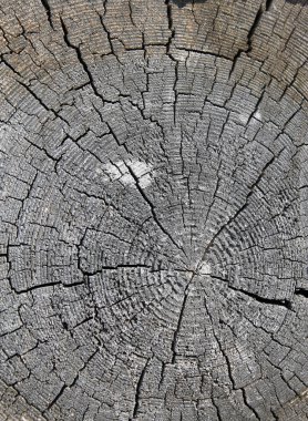 Eski ahşap doku doğal desenleri ile. Eski ağaç kesiti. koyu renkli ahşap dokusu. doğal arka plan. boş şablon