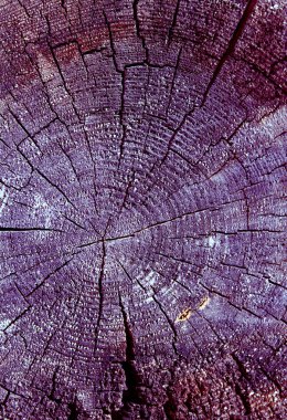 Parlak bir doku ile eski bir ahşap duvar arka plan. ahşap tahta doku duvar seçili rengi boya ultraviyole ile arka plan