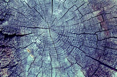 Parlak bir doku ile eski bir ahşap duvar arka plan. ahşap tahta doku duvar seçili rengi boya ultraviyole ile arka plan