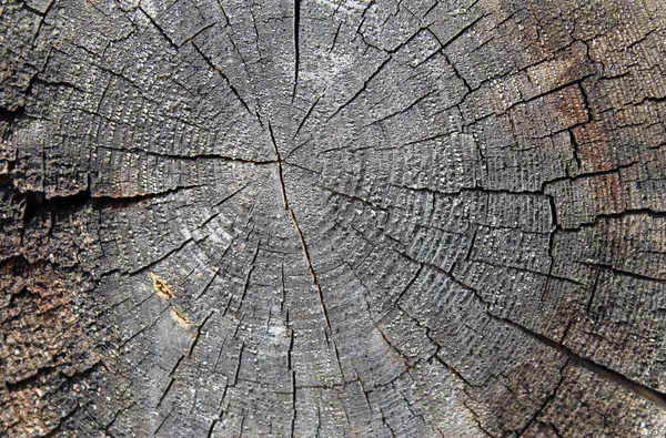 Eski ahşap doku doğal desenleri ile. Eski ağaç kesiti. koyu renkli ahşap dokusu. doğal arka plan. boş şablon