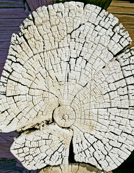 La textura de madera vieja con patrones naturales. Corte transversal del viejo árbol. Fondo abstracto de una antigua pared de madera con una textura brillante. pintura acuarela pastel —  Fotos de Stock