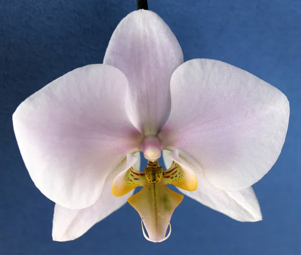 Orchidea Phalenopsis rosa da vicino, fiore estivo — Foto Stock