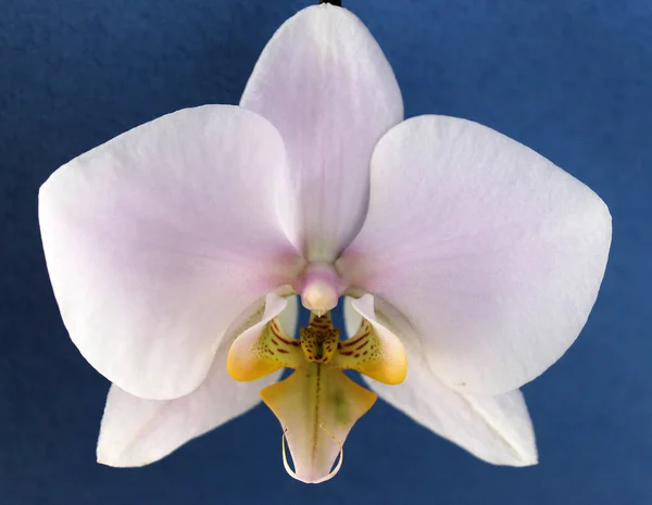 Orchidea Phalenopsis rosa da vicino, fiore estivo — Foto Stock