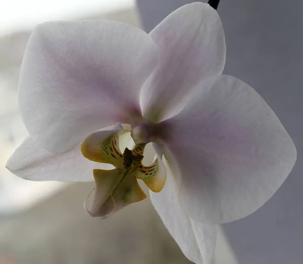 Orchidea Phalenopsis rosa da vicino, fiore estivo — Foto Stock