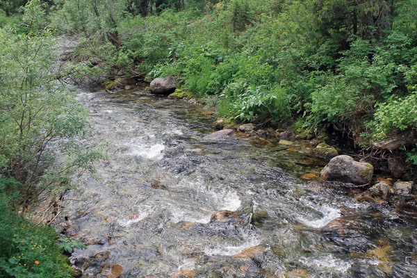 Гірська кам'яна річка в лісі . — стокове фото